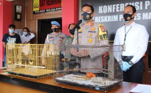 diduga-jual-hewan-satwa-dilindungi-warga-bandung-dan-bantul-dibui-220721q-rev1.jpg
