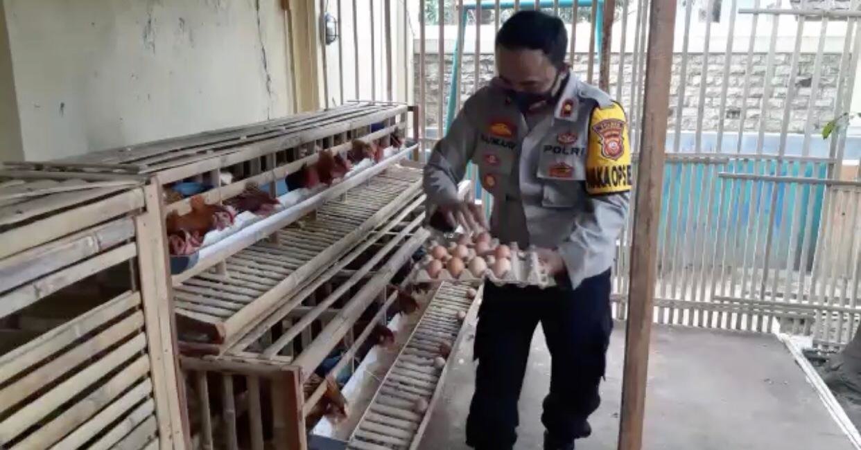 wujudkan-ketahanan-pangan-wakapolres-majalengka-panen-telur-ayam-dan-ikan-lele-220721m-rev1.jpg